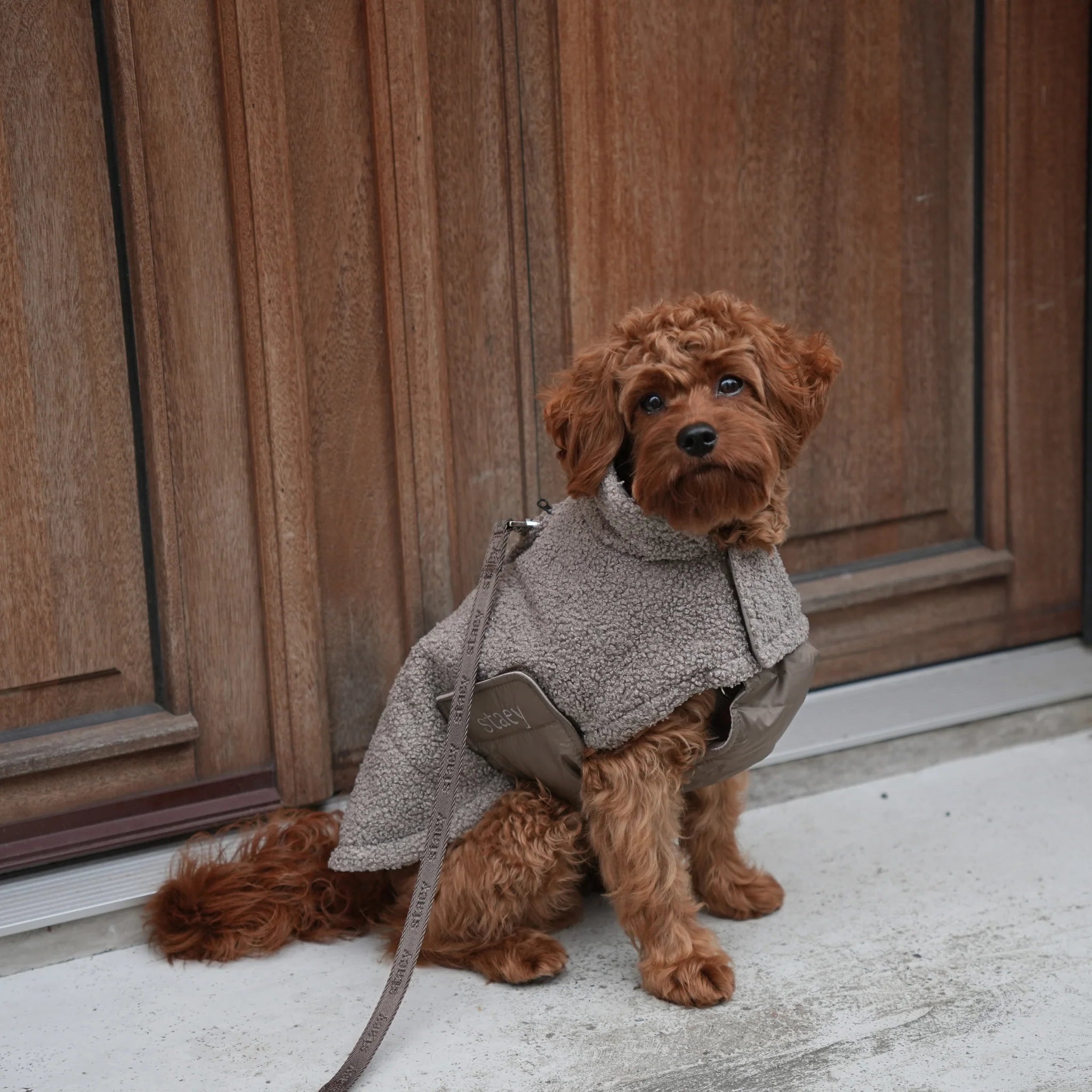 Stylish Teddy Dog Jacket | Soft Transitional Layer