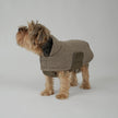 Stylish Teddy Dog Jacket | Soft Transitional Layer