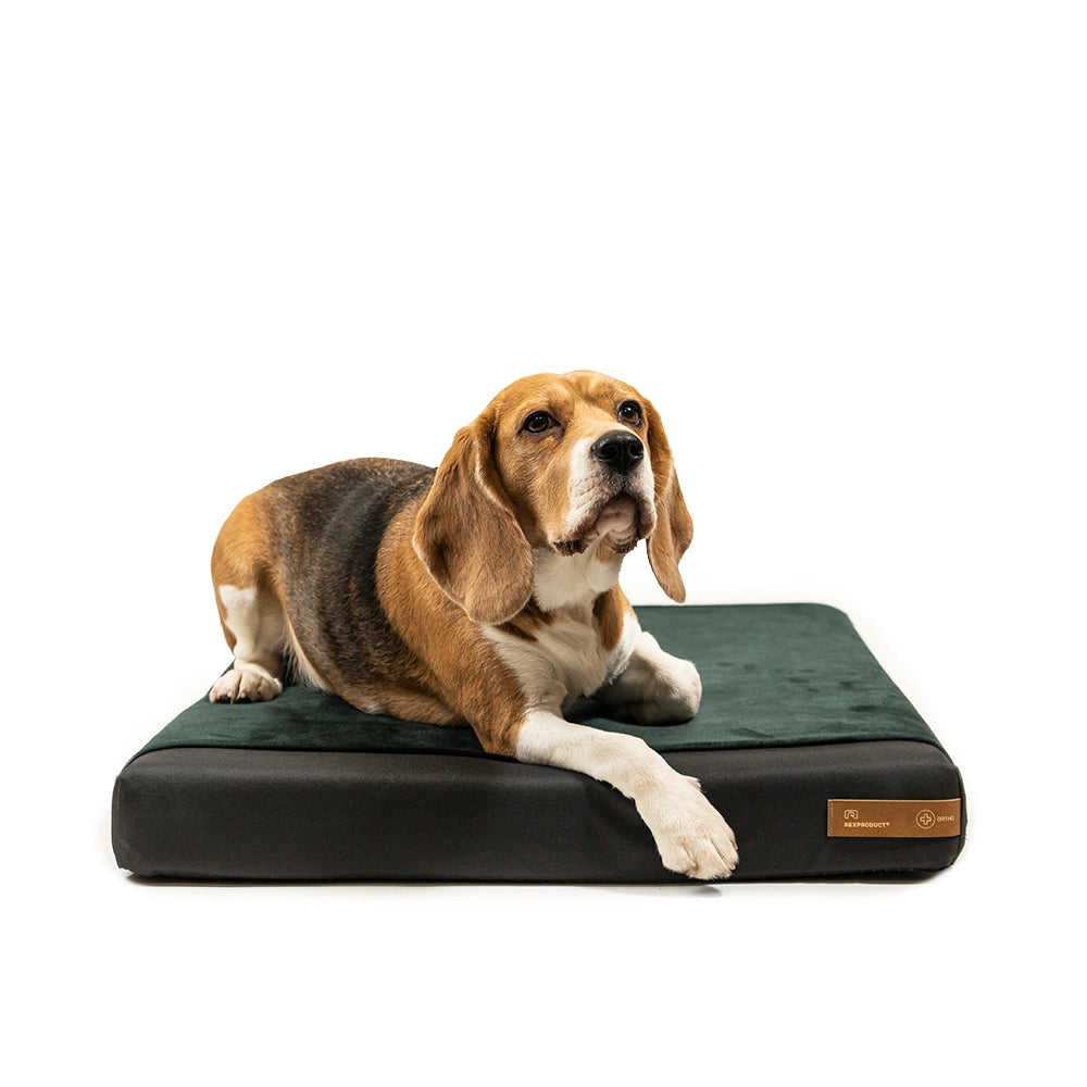 Orthopedic Dog Bed w/ Memory Foam