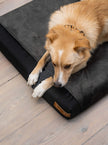 Orthopedic Dog Bed w/ Memory Foam