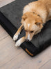 Orthopedic Dog Bed w/ Memory Foam