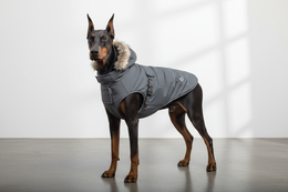 doberman with a parka jacket dog style on